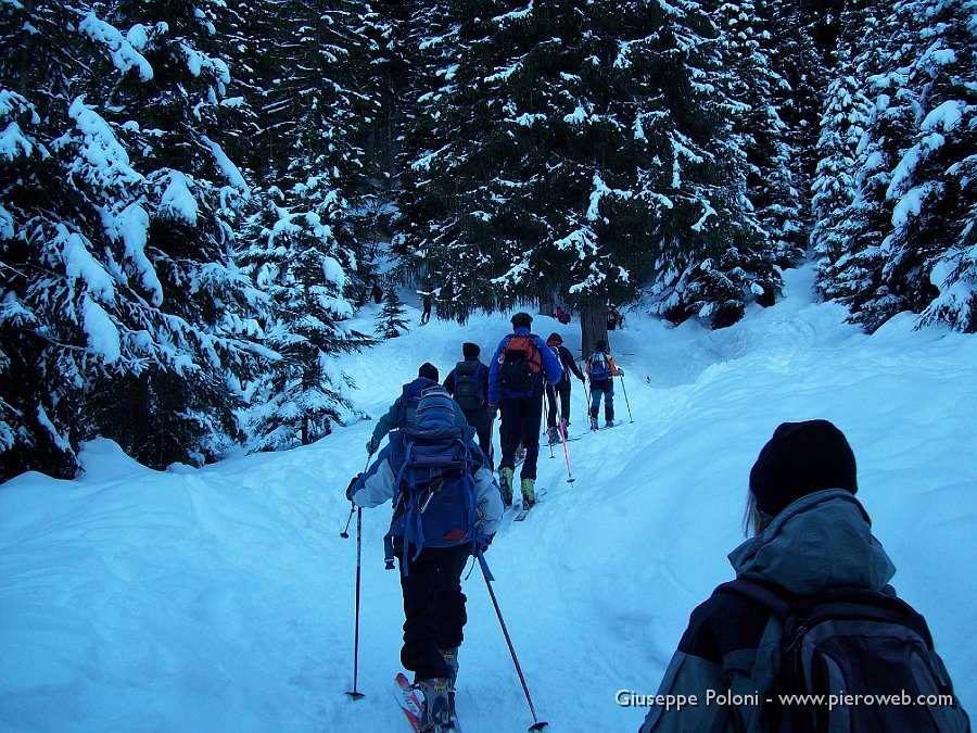 02 Saliamo nella pineta verso l'Alpe Corte .jpg